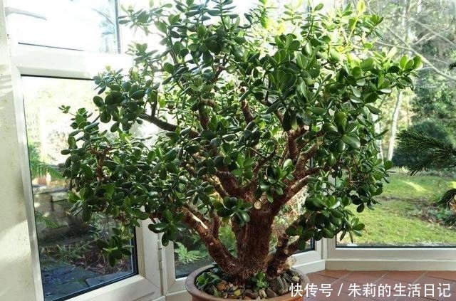 室内养玉树,注意3个“细节”,叶油绿肥厚,枝子壮,长爆盆!