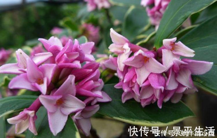 浇水|4种真正“开花王”,沾土就活,家里养一盆,招财又纳福!