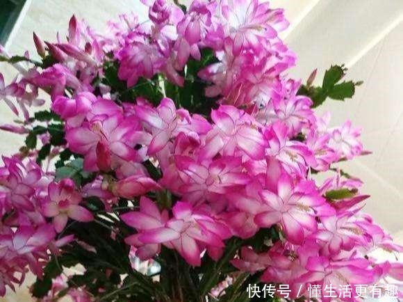 蟹爪兰长满大花苞可不是好事,缺了这一步,一朵也开不了!