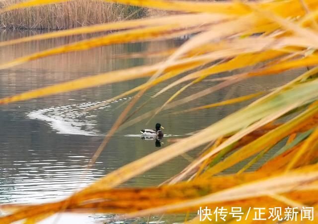 染色盘|北京的秋:浓墨重彩，不能辜负