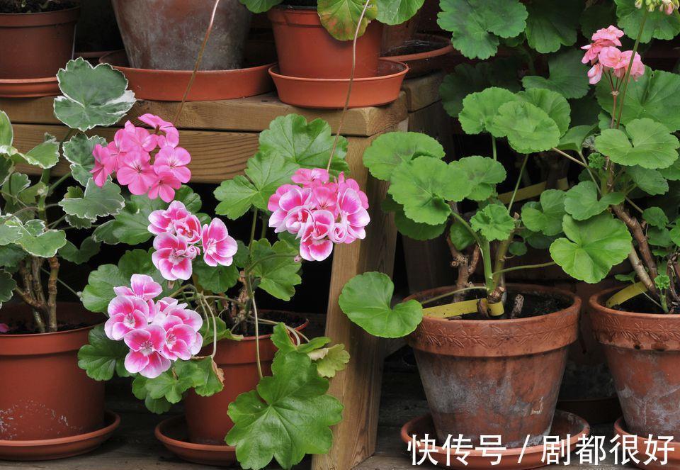 这5种植物开花美,不挑剔,堪称:家庭盆栽福利