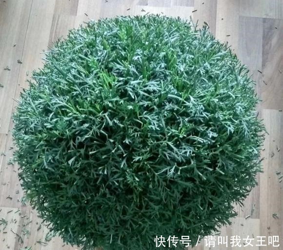 花了110块钱,买了100盆残花。捡便宜特开心,拿回家崩溃了!