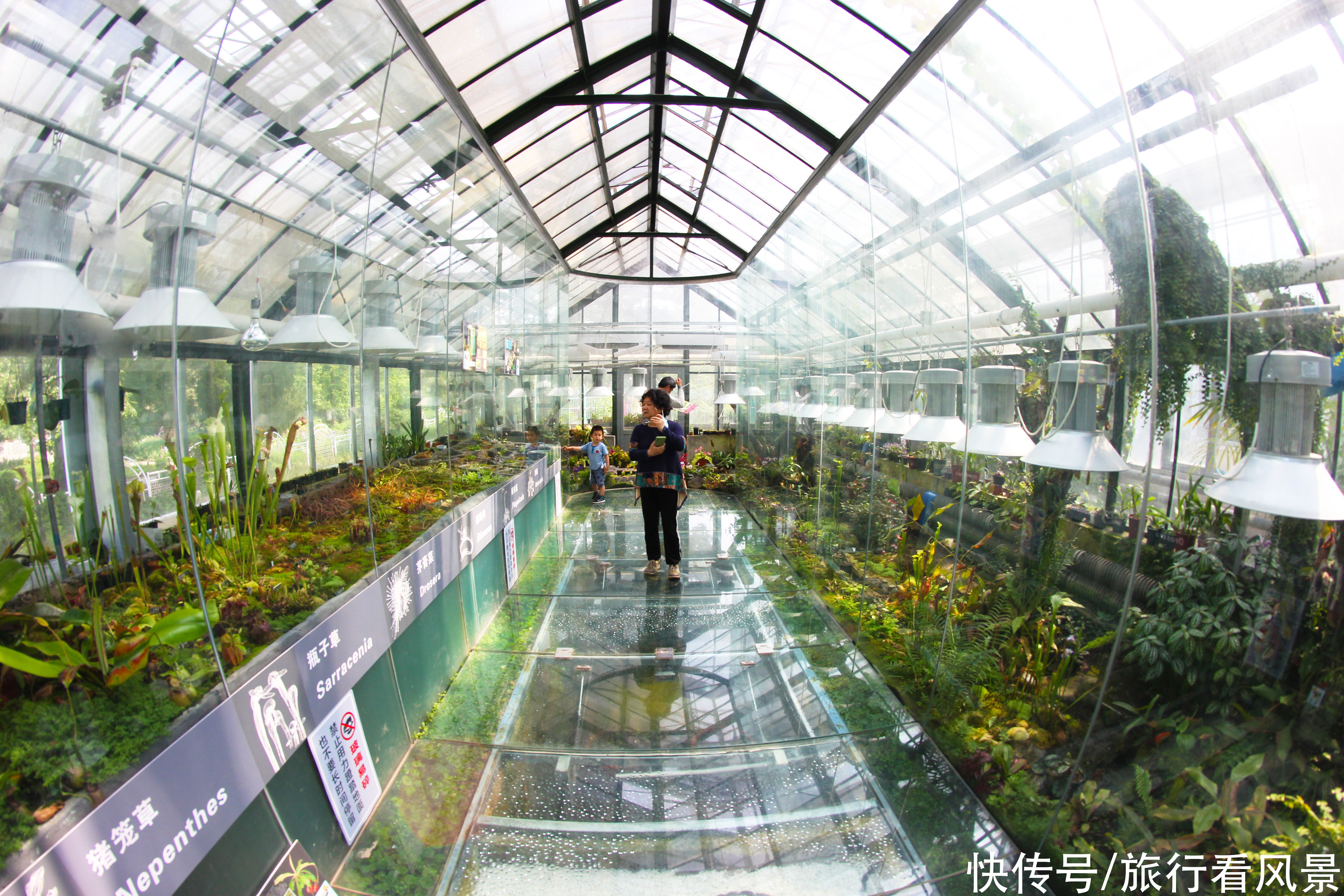 北京植物园|北京景区中的“新宠”，门票只有10元，可以见识到众多珍奇植物