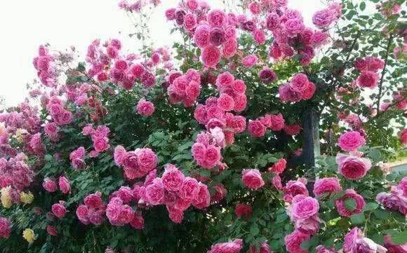 5个不外传的养花绝招，学会后，就足够了