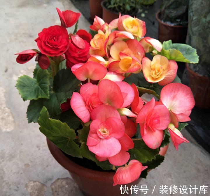 生长习性|此1种花,花期超长,能开9个月,养一盆天天有花看
