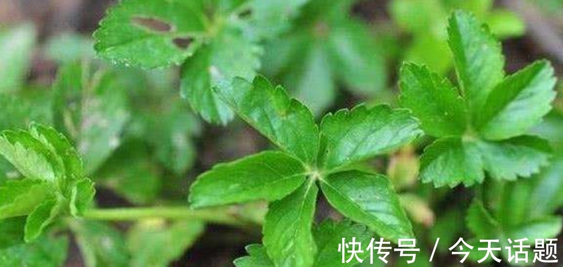 五爪草|在农村路旁的野草，有的人叫它“五爪草”，你知道它的价值吗？