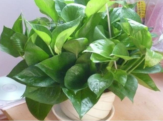 绿萝到底怎么浇水2个浇水技巧,学会浇水就能把绿萝养爆盆