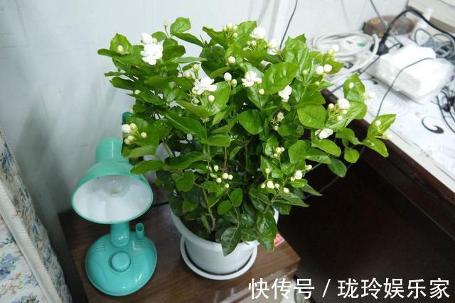 花期|茉莉花怎么养做好这几件小事,花期长开花多,香味飘满屋