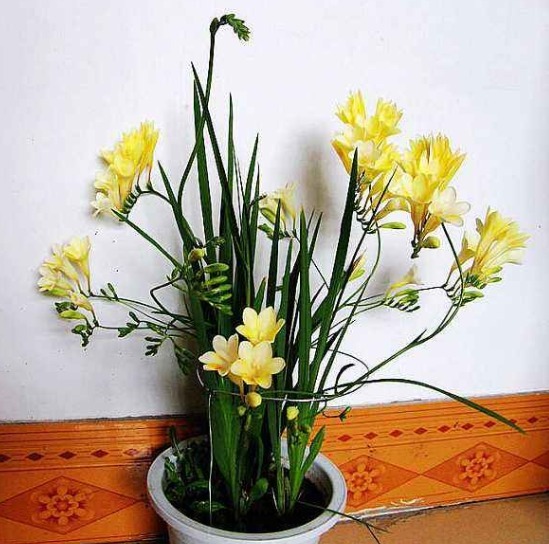 6种花只需种一盆,就能年年开花,想养死都难,而且越长越多