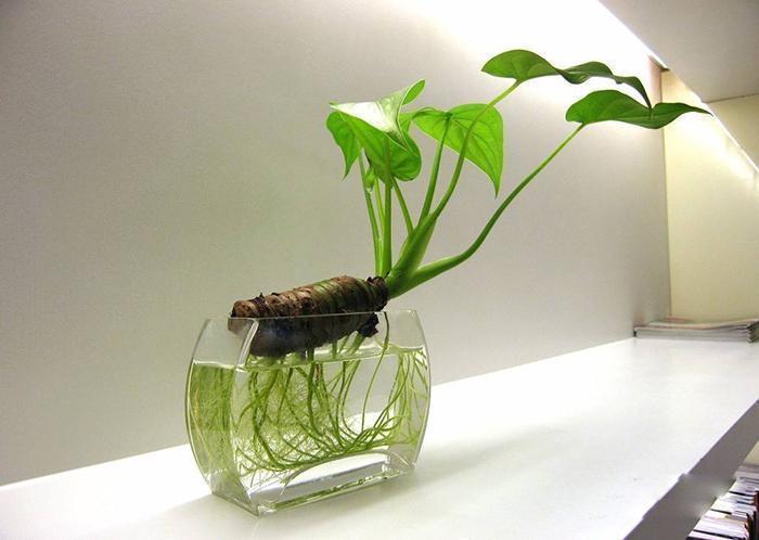 此4种药片过期也别扔，兑一兑水浇在黄叶烂根上，花越开越多