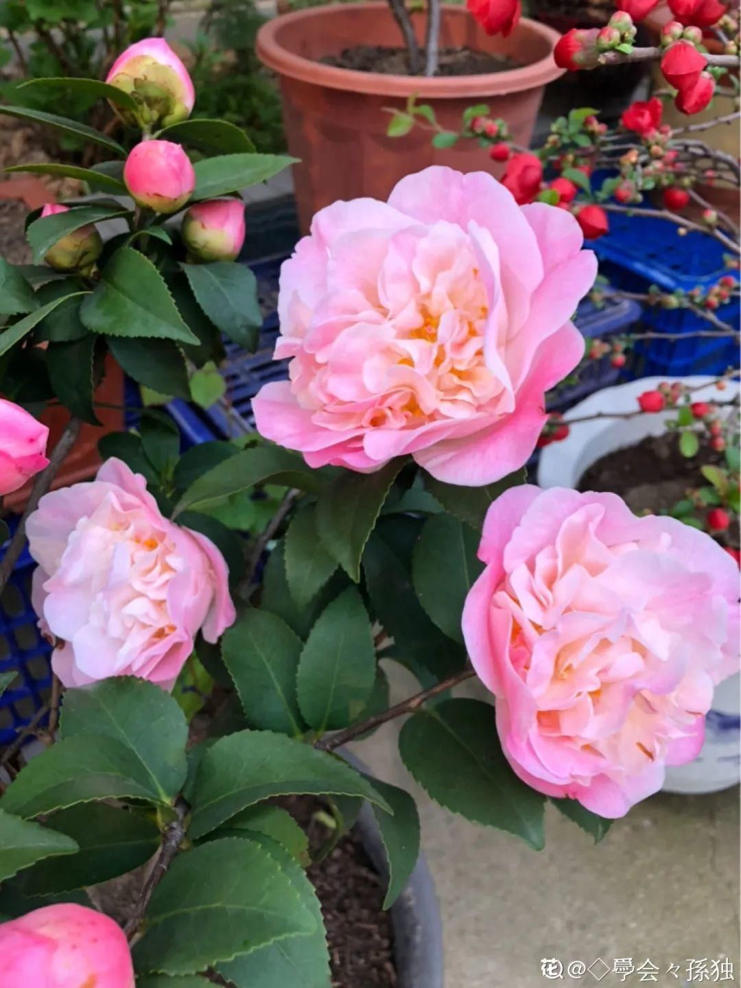买的花总不活,秘密全在花盆里,搬起来看看才知道