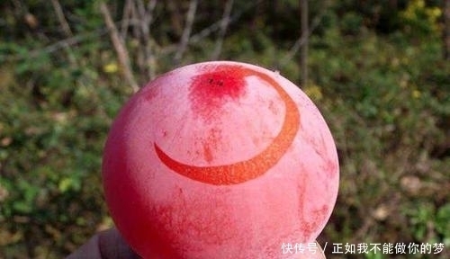  蜂蜜|庭院种此“果树”，插土就能活，果子摘不完，味道甜如蜂蜜