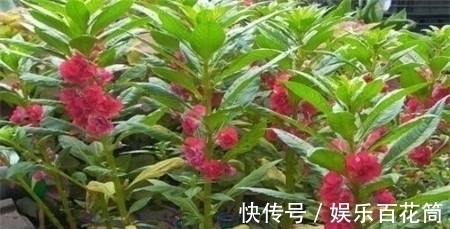 俗称“指甲花”，能染指甲能防蛇，却是“蛇蝎美人”，栽种要小心