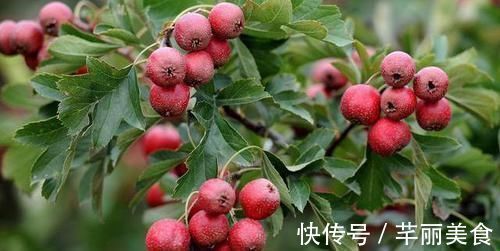 养生保健|山楂和它“天生一对”，坚持泡水喝，净化血液，给身体“大扫除”