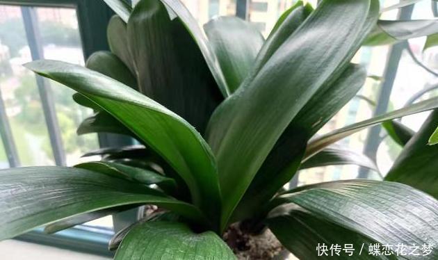 压弯|花期到了不开花用上1种“白粉末”,早晚浇一点,花多到压弯枝