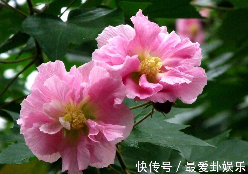 芙蓉花|养花试试这几款，完全盛开的时候花朵就能够开的更加美丽