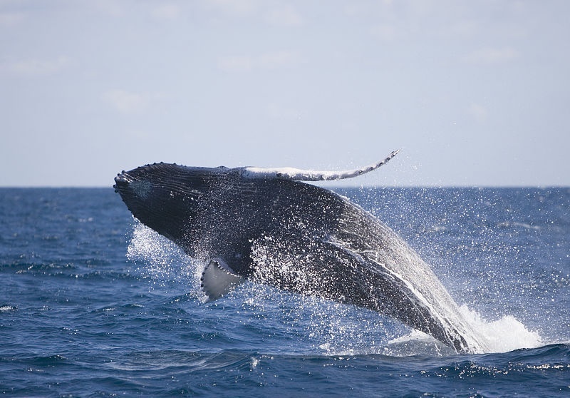 箭牌口香糖|33个冷知识真实存在于这个多彩的世界，特别是第十五个