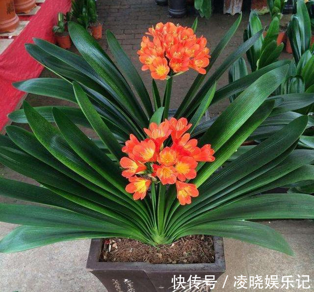 7种漂亮花，寿命长，颜值高，好养活，客厅养一盆，活了几十年