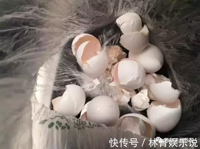 紫竹梅|3种吊兰别这么养，不然疯长爆芽，控制不住！