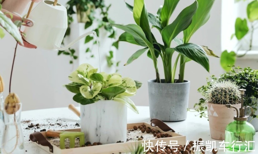 植物|室内养花，弄错这3件事，植物长不好，主人爱生病