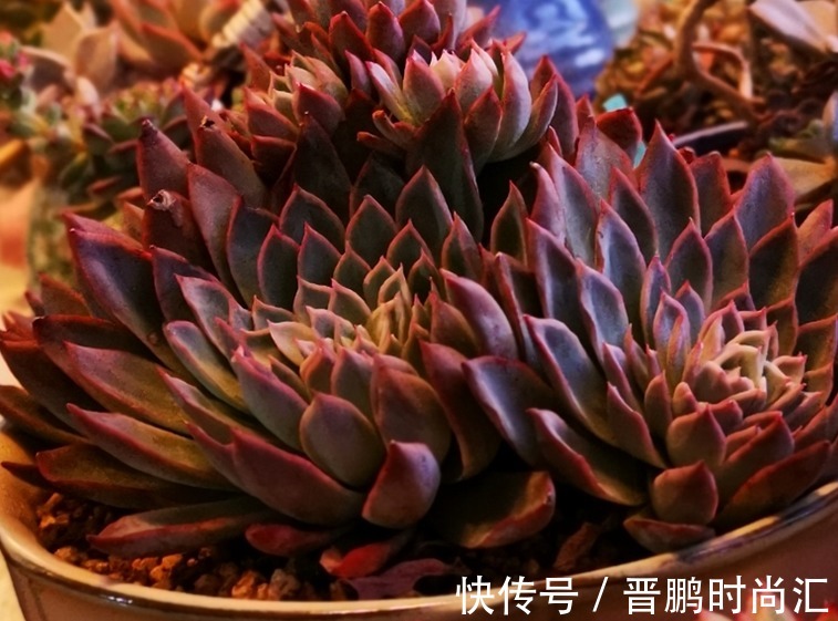 养群生多肉紫罗兰女王,季节交替、温度巨变,当多注意这4点