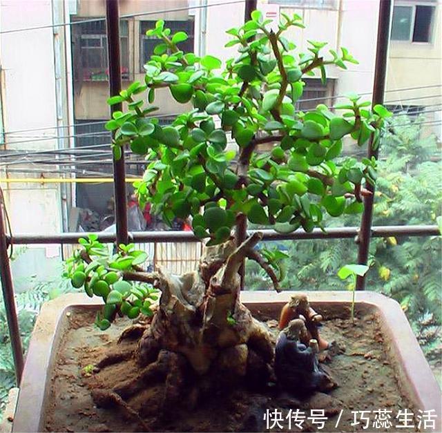 养金枝玉叶,学会这“3招”,叶子肥厚翠绿,枝干粗壮变老桩