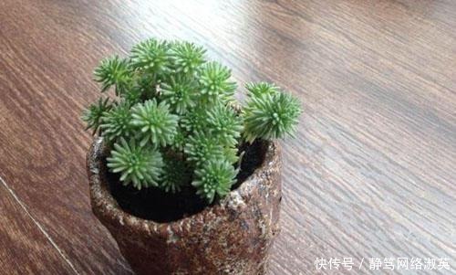 植物|每天认识一种多肉植物-小松绿, 蓬蓬松松十分元气