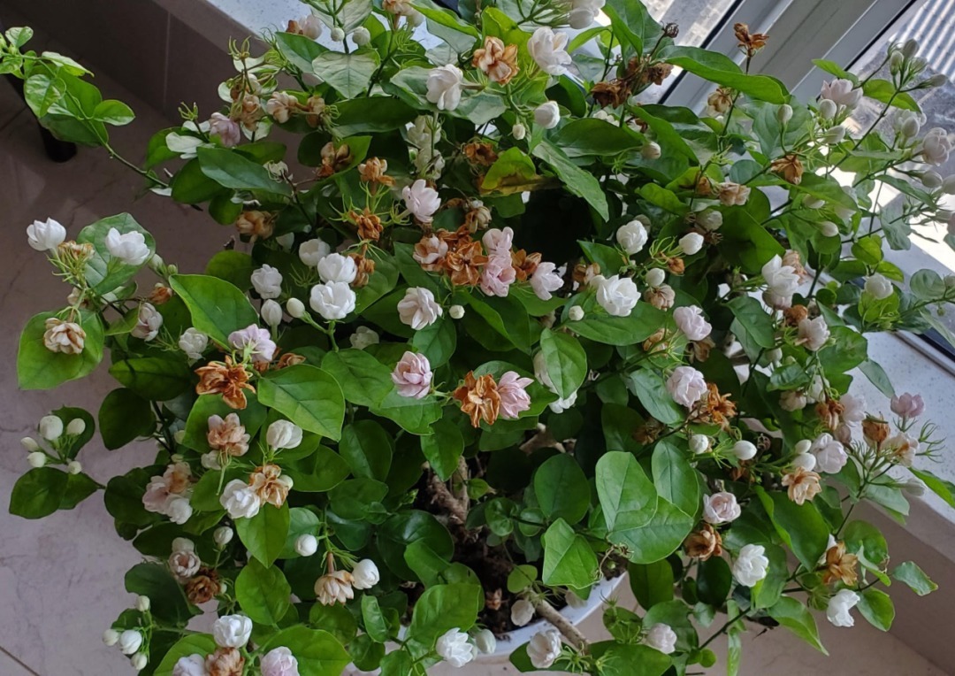 花苞|公认难养的花,养一盆死一盆,从来没有养活过!