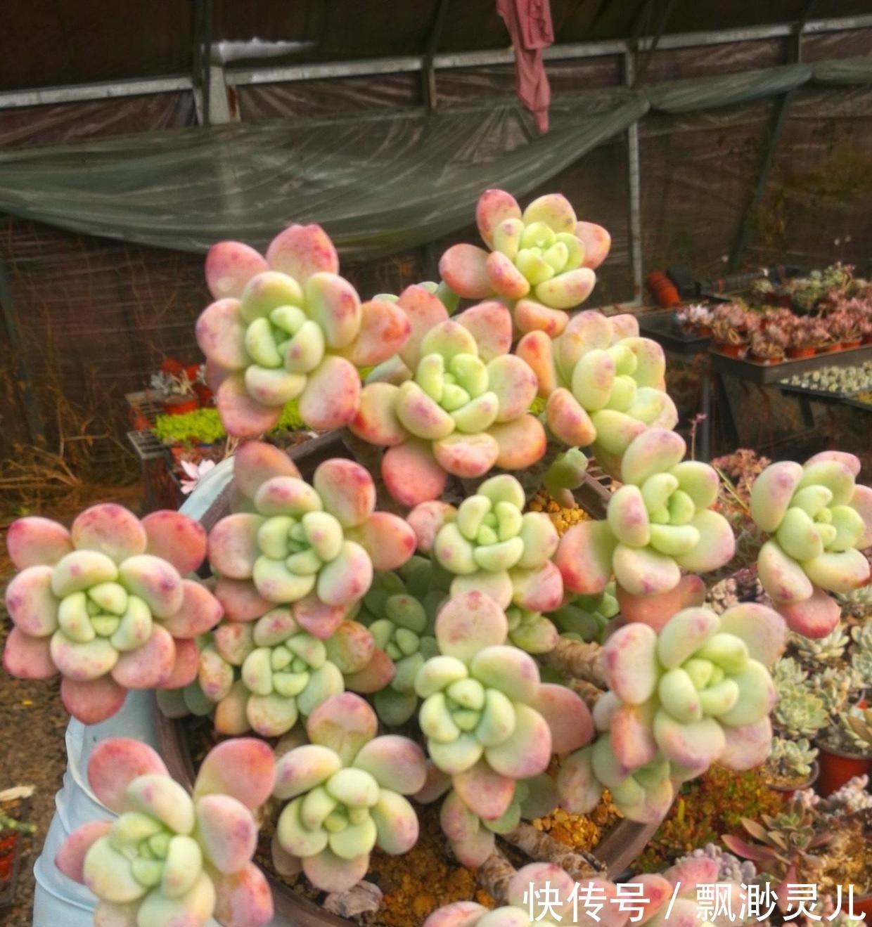 胖嘟嘟的多肉劳尔,叶子红彤彤,栽种用小盆,更容易出状态