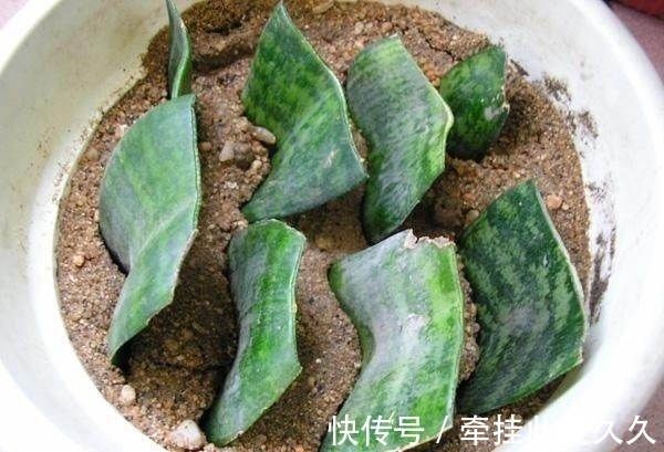 4类花卉,可以拿叶子繁殖,新手也能扦插养活