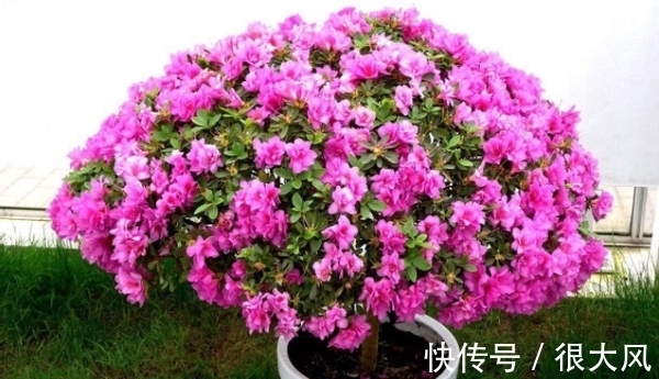 拿白醋养杜鹃、栀子花、绿萝,原来用法有区别,效果也不一样