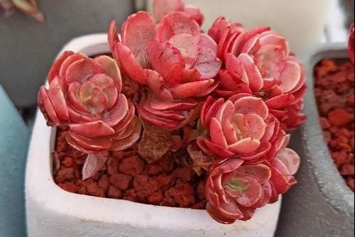 不知道养啥多肉植物？分享5种常见的多肉植物，让人爱不释手