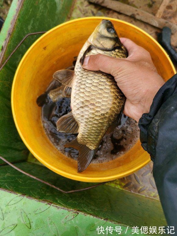 初夏钓大板鲫攻略,产完卵会去这几个地方,用对方法爆护不难