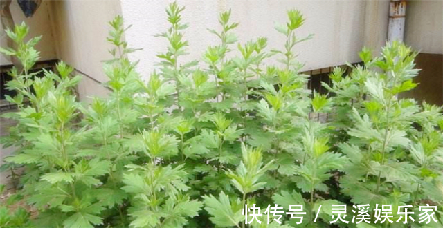 艾草煮鸡蛋|农村老人用艾叶制作成枕头，艾叶枕头有到底有什么好处呢