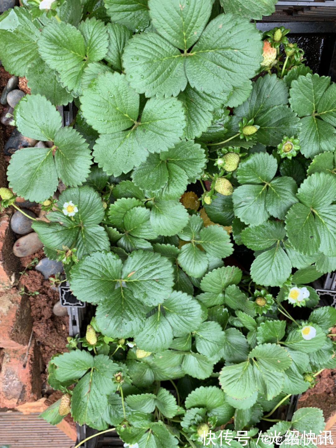 大粗杆插土里，7天生根，当年结果压弯枝，不用买水果了！
