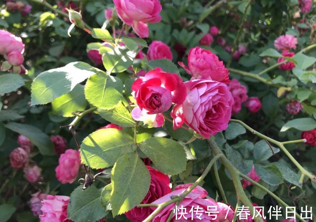 黑斑病|养花试试这几款，花朵颜色很正，大量开花时很震撼