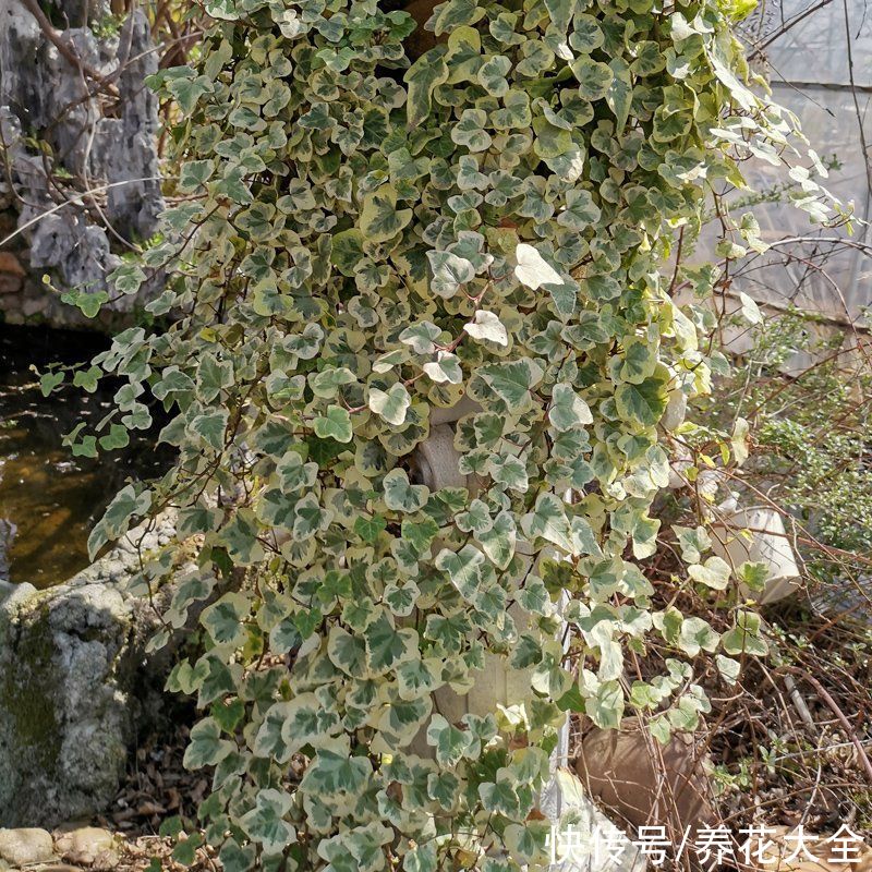 4种耐阴花，光不好也能嗖嗖长，摆家里特别上档次