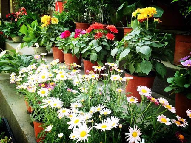 家家有的一种“饭渣”,可是“肥王”,花盆挖2勺,养花蹭蹭长