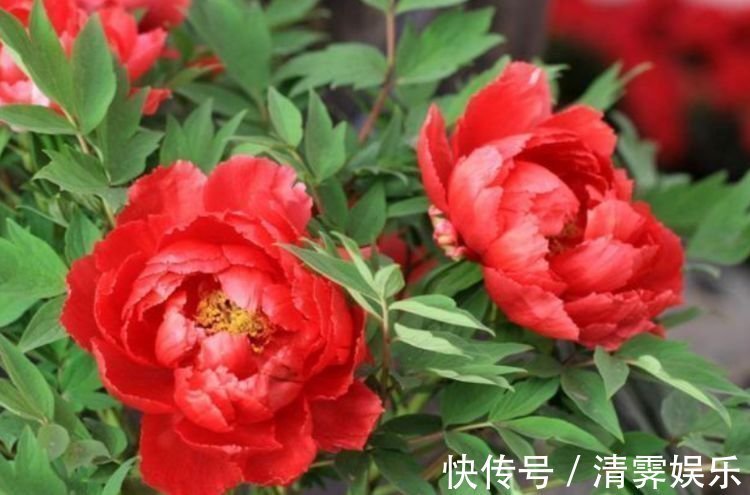 花色|养花就养这几款,全年开花不停,花色鲜艳夺目,美艳迷人