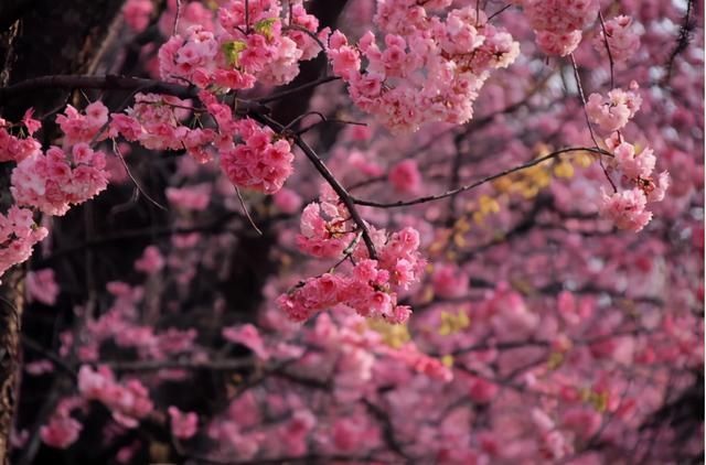 云赏花！一大波高校春景来袭，来看看你的学校→