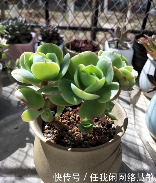 养了三年，多肉终于给点颜色瞧瞧了
