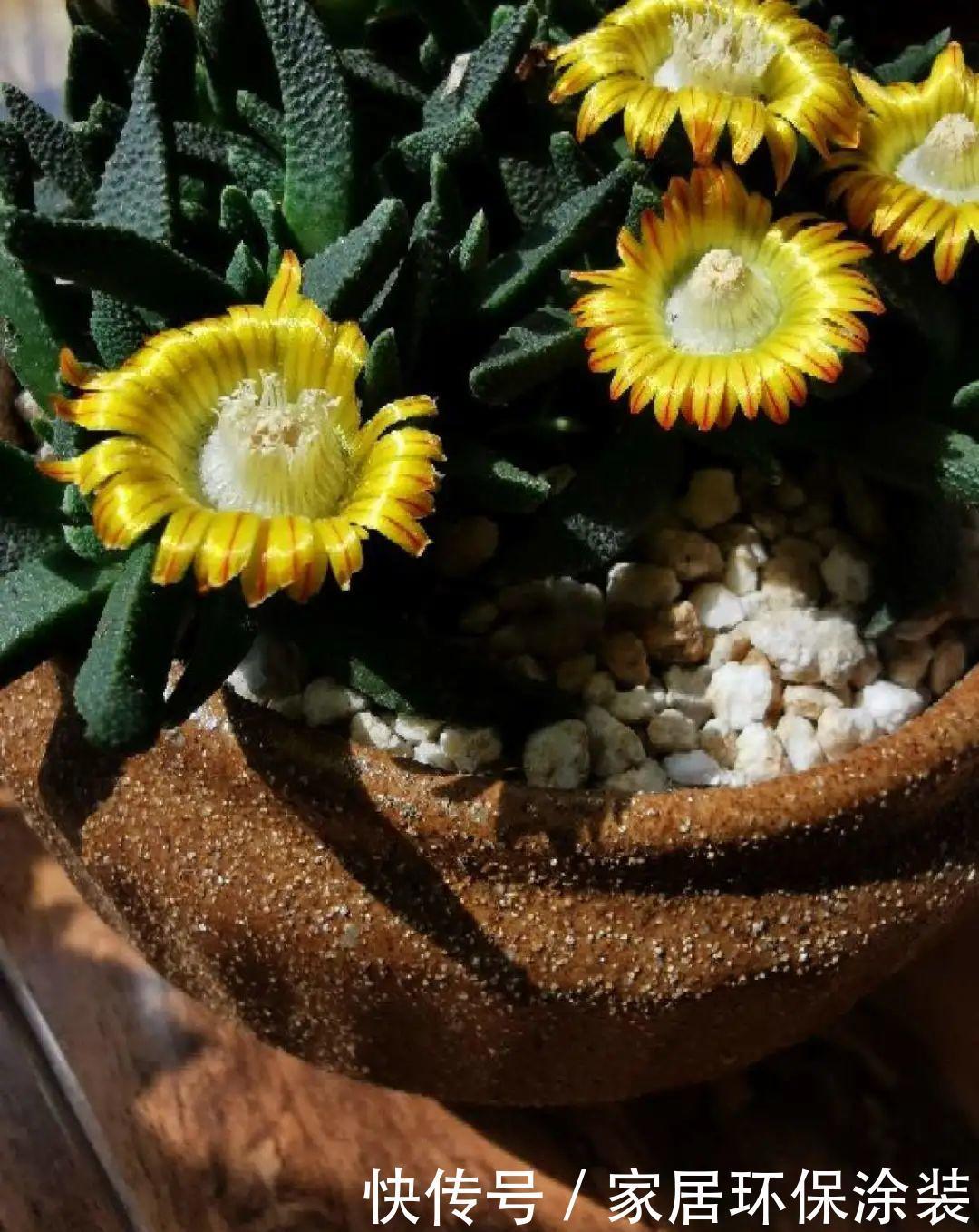 多肉开花会死?别担心,开完砍一刀,活得好好的