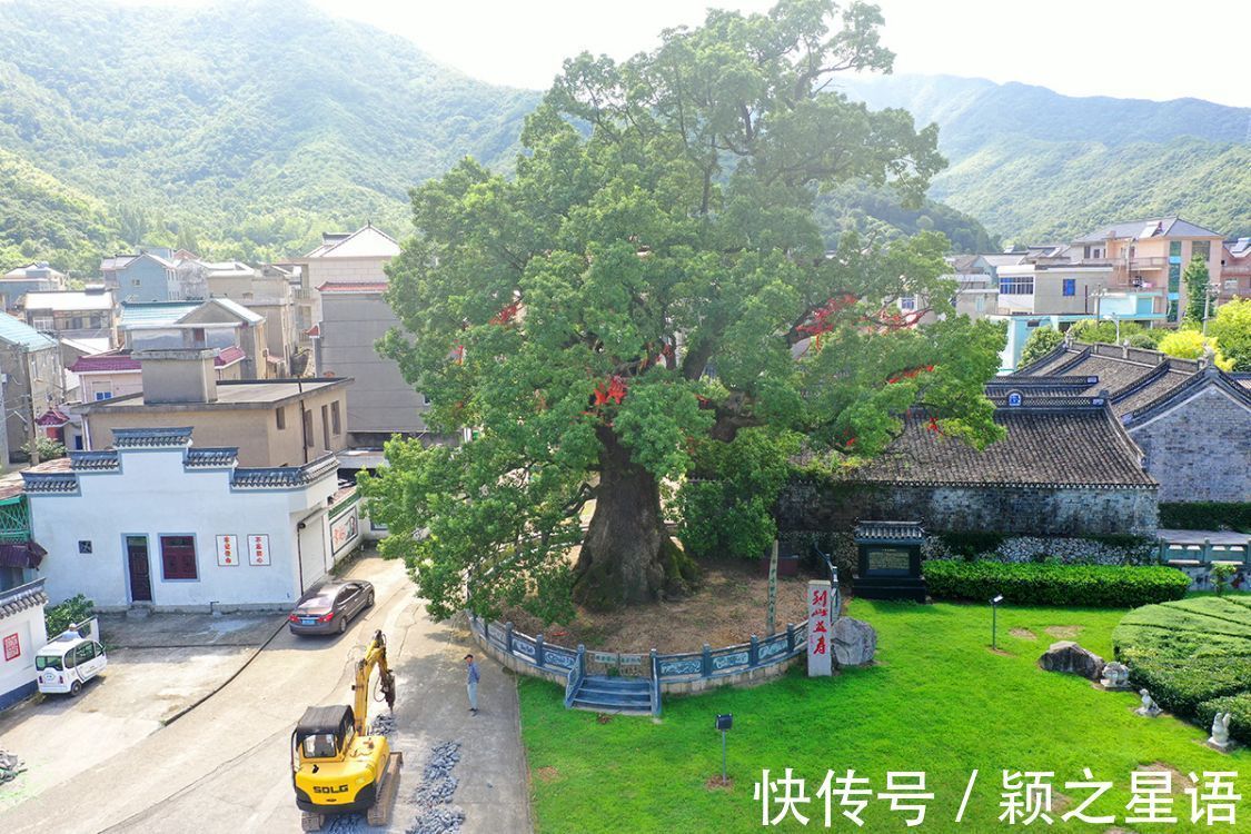 灵芝谷|象山樟岙村，灵芝谷，千年古樟的树洞越来越小