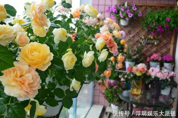 花友|淘米水啤酒水,真不如这种水,养花一绝,浇一盆旺一盆