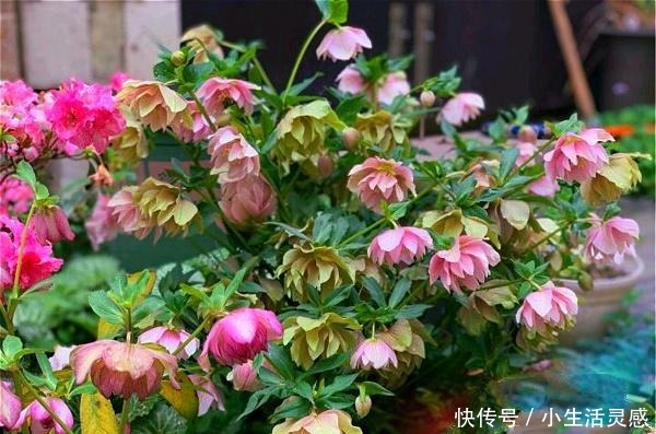 天冷的地方，我建议你养这5种花，开花非常漂亮，扛冻能力杠杠的！