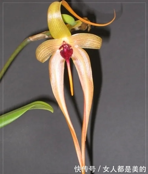 棘唇石豆兰|好丑!好臭!你没看错,我说的是兰花