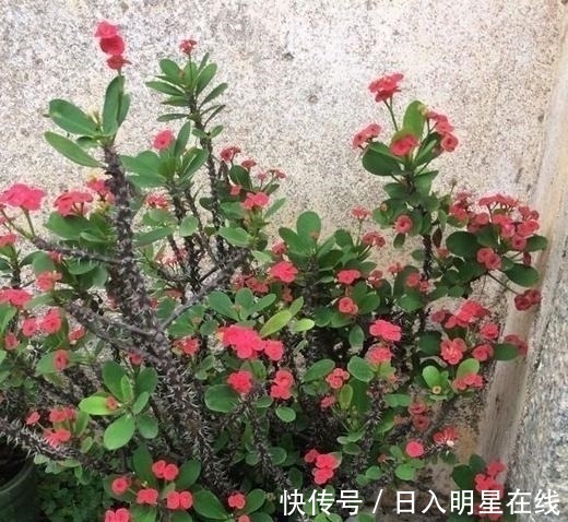 月季|这5种花,不要钱也不能养,全都有毒,养了后悔都来不及
