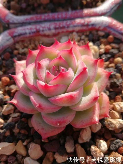 适合新手入手的多肉,养一盆侧影,好养饱满带红边,颜值超高的