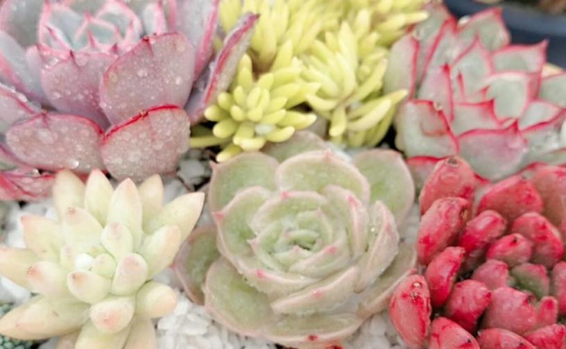 多肉植物如何变成果冻色