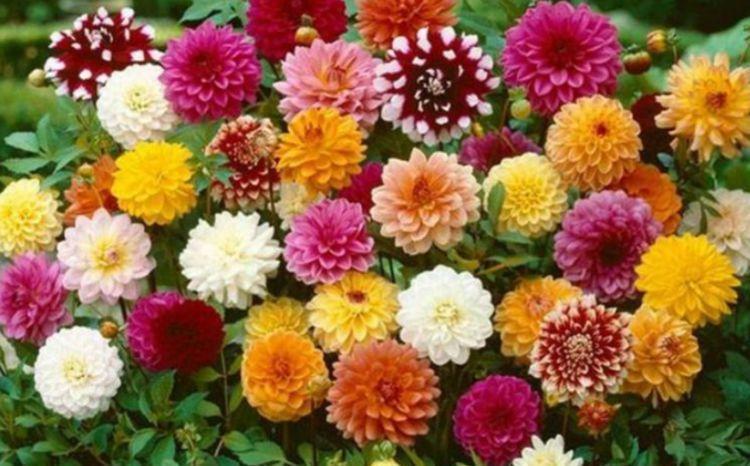 此花最适合家里养,365天开花不断,比牡丹还美,越晒开花越旺